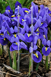 Picture of Iris reticulata 