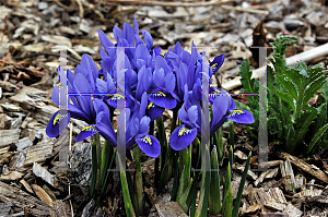 Picture of Iris reticulata 