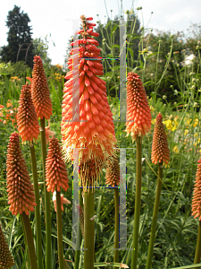 Picture of Kniphofia  'Alcazar'