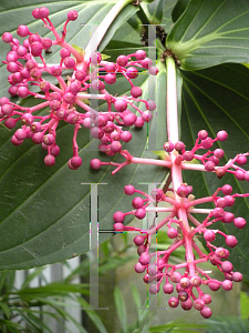 Picture of Medinilla magnifica 