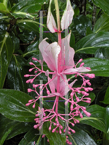 Picture of Medinilla magnifica 