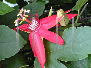 Picture of Passiflora coccinea 