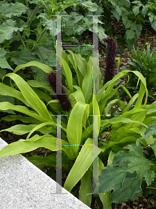 Picture of Pennisetum glaucum 'Jade Princess'