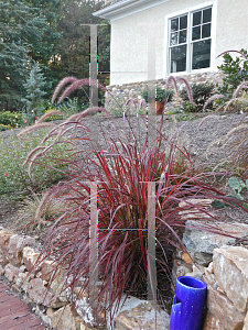 Picture of Pennisetum setaceum 'Graceful Grasses Fireworks'