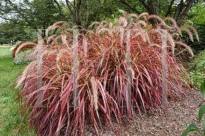 Picture of Pennisetum setaceum 'Graceful Grasses Fireworks'