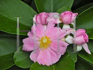 Picture of Pereskia grandifolia 