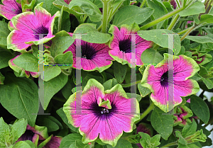 Picture of Petunia x hybrida 'Supertunia Pretty Much Picasso'