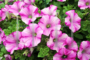 Picture of Petunia x hybrida 'Supertunia Raspberry Blast'