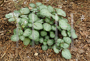 Picture of Plectranthus oertendahlii 'Emerald Lace'