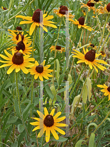 Picture of Rudbeckia hirta 