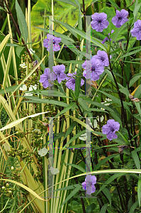 Picture of Ruellia simplex 