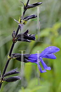 Picture of Salvia guaranitica 'Black and Blue'