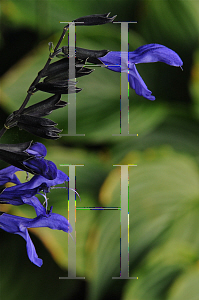 Picture of Salvia guaranitica 