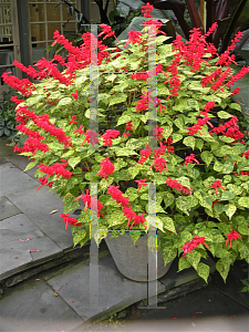 Picture of Salvia vanhouttei 'Dancing Flame'