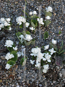 Picture of Sanguinaria canadensis 'Multiplex'