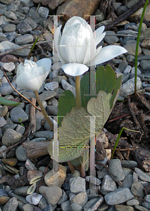 Picture of Sanguinaria canadensis 'Multiplex'