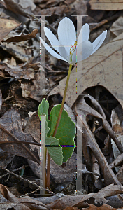Picture of Sanguinaria canadensis 