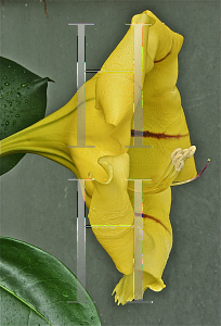 Picture of Solandra maxima 