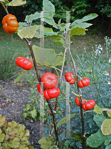 Picture of Solanum integrifolium 