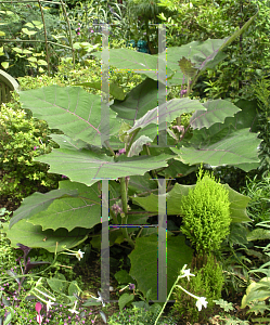 Picture of Solanum quitoense 