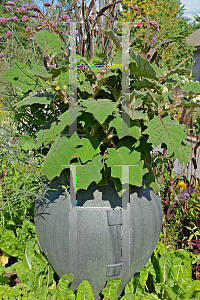 Picture of Solanum quitoense 