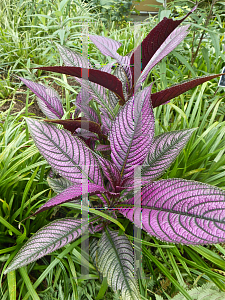 Picture of Strobilanthes dyerianus 