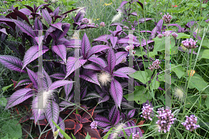 Picture of Strobilanthes dyerianus 