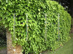 Picture of Thunbergia grandiflora 