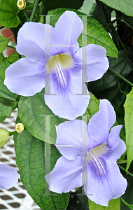 Picture of Thunbergia grandiflora 