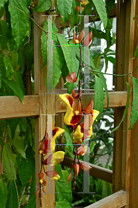 Picture of Thunbergia mysorensis 