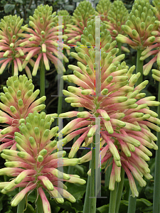 Picture of Veltheimia bracteata 'Rosalba'