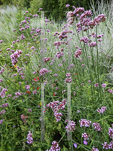 Picture of Verbena bonariensis 