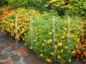 Picture of Zinnia angustifolia 