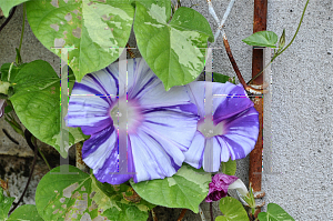 Picture of Ipomoea tricolor 'Tie Dye'