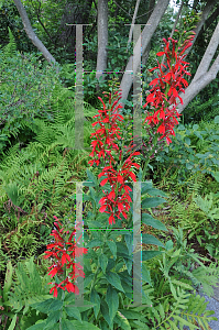 Picture of Lobelia cardinalis 