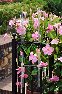 Picture of Mandevilla x amoena 'Alice du Pont'