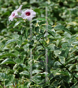 Picture of Pandorea jasminoides 'Variegata'