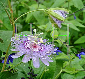 Picture of Passiflora incarnata 
