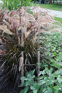 Picture of Pennisetum setaceum 'Purpureum'