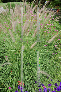 Picture of Pennisetum setaceum 