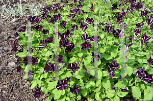 Picture of Petunia x hybrida 'Balpepin (Pinstripe)'