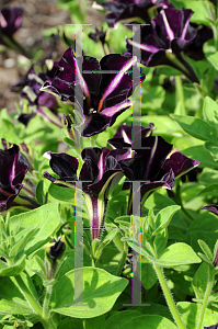 Picture of Petunia x hybrida 'Balpepin (Pinstripe)'