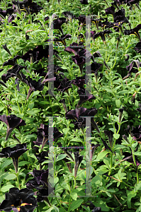 Picture of Petunia x hybrida 'Balpepin (Pinstripe)'