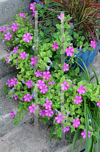 Picture of Petunia x hybrida 'Supertunia Raspberry Blast'