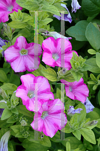 Picture of Petunia x hybrida 'Supertunia Raspberry Blast'