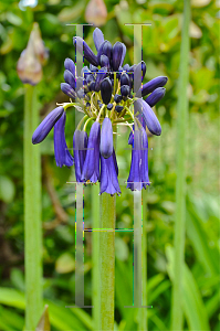 Picture of Agapanthus inapertus ssp. pendulus 'Graskop'