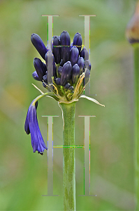 Picture of Agapanthus inapertus ssp. pendulus 'Graskop'