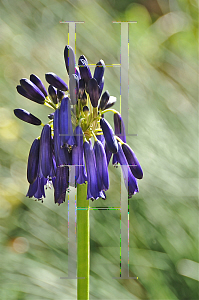 Picture of Agapanthus inapertus ssp. pendulus 'Graskop'