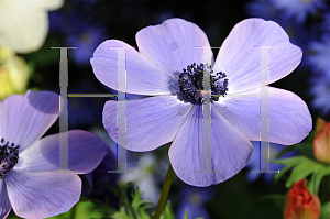 Picture of Anemone coronaria 