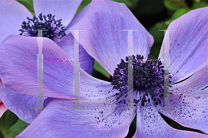 Picture of Anemone coronaria 